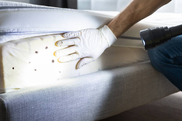 Reliable Wantagh, NY Pest Control Solutions